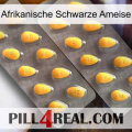 African Black Ant cialis2